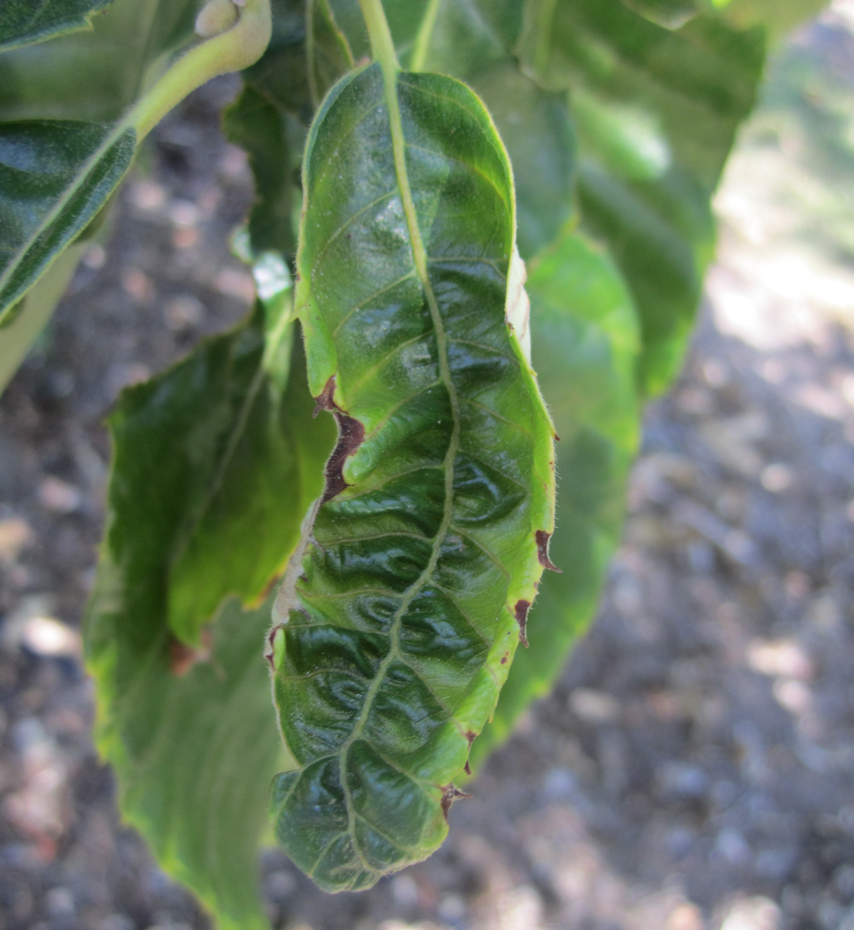 Potato leaf hopper leaf cupping